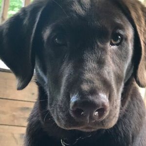 Meet your Posher, Sherman